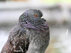 Перед вихідними дощів в Україні побільшає, температура почне знижуватися Перед-вихідними-дощів-в-Україні-побільшає,-температура-почне-знижуватися