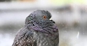 Перед вихідними дощів в Україні побільшає, температура почне знижуватися Перед-вихідними-дощів-в-Україні-побільшає,-температура-почне-знижуватися