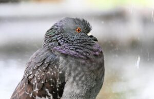 Перед вихідними дощів в Україні побільшає, температура почне знижуватися Перед-вихідними-дощів-в-Україні-побільшає,-температура-почне-знижуватися