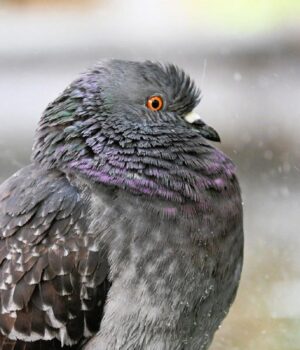 Перед-вихідними-дощів-в-Україні-побільшає,-температура-почне-знижуватися
