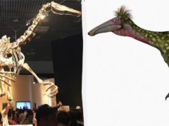 В Аргентині вівчар випадково знайшов рештки гігантського динозавра В-Аргентині-вівчар-випадково-знайшов-рештки-гігантського-динозавра