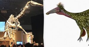 В Аргентині вівчар випадково знайшов рештки гігантського динозавра В-Аргентині-вівчар-випадково-знайшов-рештки-гігантського-динозавра