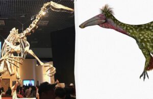 В Аргентині вівчар випадково знайшов рештки гігантського динозавра В-Аргентині-вівчар-випадково-знайшов-рештки-гігантського-динозавра