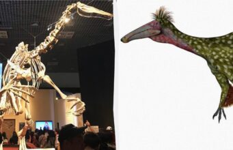 В Аргентині вівчар випадково знайшов рештки гігантського динозавра В-Аргентині-вівчар-випадково-знайшов-рештки-гігантського-динозавра