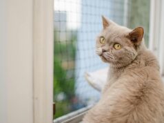Як довго кота можна залишати самого двома: ветеринари дали відповідь Як-довго-кота-можна-залишати-самого-двома:-ветеринари-дали-відповідь