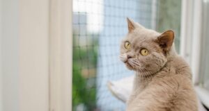 Як довго кота можна залишати самого двома: ветеринари дали відповідь Як-довго-кота-можна-залишати-самого-двома:-ветеринари-дали-відповідь