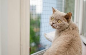 Як довго кота можна залишати самого двома: ветеринари дали відповідь Як-довго-кота-можна-залишати-самого-двома:-ветеринари-дали-відповідь