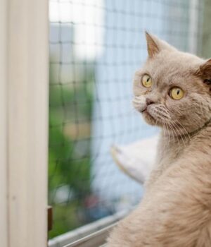 Як-довго-кота-можна-залишати-самого-двома:-ветеринари-дали-відповідь