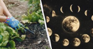 У ці квітневі дні про город варто забути: точний календар посіву на місяць У-ці-квітневі-дні-про-город-варто-забути:-точний-календар-посіву-на-місяць