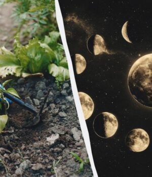 У-ці-квітневі-дні-про-город-варто-забути:-точний-календар-посіву-на-місяць