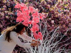 В Ужгороді стартував “Сакура Фест”: що гостям підготували цього року В-Ужгороді-стартував-“Сакура-Фест”:-що-гостям-підготували-цього-року