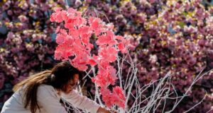 В Ужгороді стартував “Сакура Фест”: що гостям підготували цього року В-Ужгороді-стартував-“Сакура-Фест”:-що-гостям-підготували-цього-року