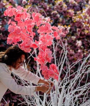 В-Ужгороді-стартував-“Сакура-Фест”:-що-гостям-підготували-цього-року
