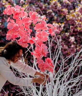 В Ужгороді стартував “Сакура Фест”: що гостям підготували цього року В-Ужгороді-стартував-“Сакура-Фест”:-що-гостям-підготували-цього-року