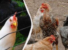 Українка на власному досвіді розповіла, як знищити вошів та пероїдів у курей Українка-на-власному-досвіді-розповіла,-як-знищити-вошів-та-пероїдів-у-курей