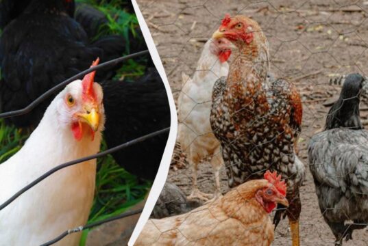 Українка на власному досвіді розповіла, як знищити вошів та пероїдів у курей Українка-на-власному-досвіді-розповіла,-як-знищити-вошів-та-пероїдів-у-курей