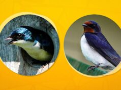 Куди в Україні поділися ластівки і чому не можна руйнувати їхні гнізда: пояснення орнітолога Куди-в-Україні-поділися-ластівки-і-чому-не-можна-руйнувати-їхні-гнізда:-пояснення-орнітолога