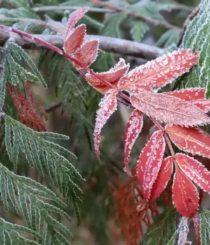 Синоптики-попередили-про-небезпечні-заморозки-у-Києві-та-області-21-22-квітня