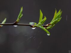 Тиждень в Україні розпочнеться з дощів та похолодання: де температура впаде нижче +10° Тиждень-в-Україні-розпочнеться-з-дощів-та-похолодання:-де-температура-впаде-нижче-+10°