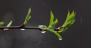 Тиждень в Україні розпочнеться з дощів та похолодання: де температура впаде нижче +10° Тиждень-в-Україні-розпочнеться-з-дощів-та-похолодання:-де-температура-впаде-нижче-+10°