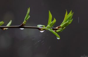 Тиждень в Україні розпочнеться з дощів та похолодання: де температура впаде нижче +10° Тиждень-в-Україні-розпочнеться-з-дощів-та-похолодання:-де-температура-впаде-нижче-+10°