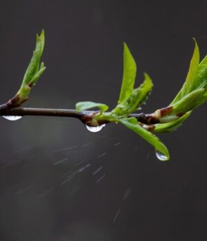 Тиждень-в-Україні-розпочнеться-з-дощів-та-похолодання:-де-температура-впаде-нижче-+10°