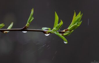 Тиждень в Україні розпочнеться з дощів та похолодання: де температура впаде нижче +10° Тиждень-в-Україні-розпочнеться-з-дощів-та-похолодання:-де-температура-впаде-нижче-+10°