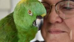 Дружба Джулії та її папуги Артуро: історія 60-річної прив’язаності “Мій-папуга-приревнував-мене-–-і-не-розмовляв-зі-мною-40-років”