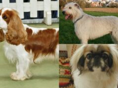 5 порід собак, які найкраще ладнають із котами 5-порід-собак,-які-найкраще-ладнають-із-котами