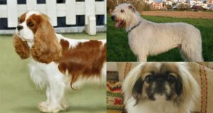 5 порід собак, які найкраще ладнають із котами 5-порід-собак,-які-найкраще-ладнають-із-котами