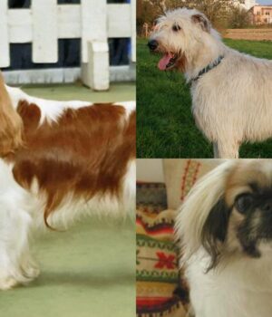 5-порід-собак,-які-найкраще-ладнають-із-котами