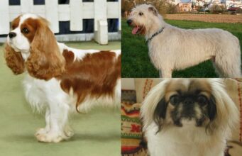 5 порід собак, які найкраще ладнають із котами 5-порід-собак,-які-найкраще-ладнають-із-котами