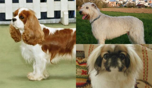 5 порід собак, які найкраще ладнають із котами 5-порід-собак,-які-найкраще-ладнають-із-котами