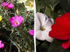 Ці квіти будуть цвісти все літо: що посадити навесні Ці-квіти-будуть-цвісти-все-літо:-що-посадити-навесні