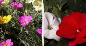 Ці квіти будуть цвісти все літо: що посадити навесні Ці-квіти-будуть-цвісти-все-літо:-що-посадити-навесні