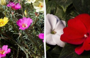 Ці квіти будуть цвісти все літо: що посадити навесні Ці-квіти-будуть-цвісти-все-літо:-що-посадити-навесні