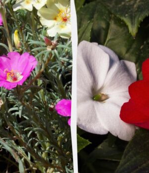 Ці-квіти-будуть-цвісти-все-літо:-що-посадити-навесні