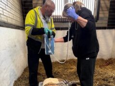 Тигрицю довели до інвалідності: зооволонтери намагаються врятувати життя тварині Тигрицю-довели-до інвалідності:-зооволонтери-намагаються-врятувати-життя-тварині