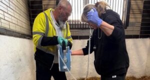 Тигрицю довели до інвалідності: зооволонтери намагаються врятувати життя тварині Тигрицю-довели-до інвалідності:-зооволонтери-намагаються-врятувати-життя-тварині