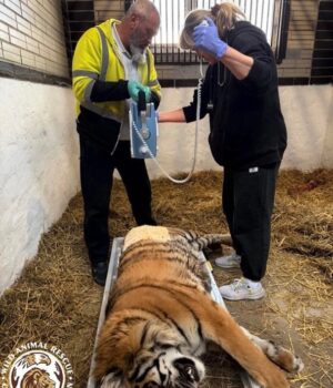 Тигрицю-довели-до інвалідності:-зооволонтери-намагаються-врятувати-життя-тварині