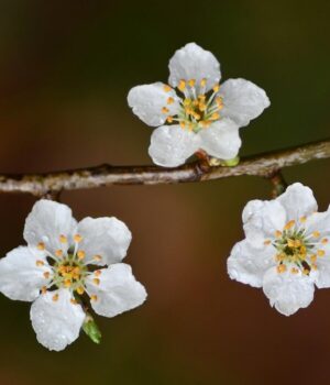 22-квітня-погода-в-Україні-покращиться,-але-ненадовго