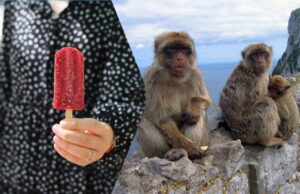 Мавпи знайшли спосіб їсти шкідливі людські ласощі без розладу шлунку Мавпи-знайшли-спосіб-їсти-шкідливі-людські-ласощі-без-розладу-шлунку