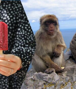 Мавпи-знайшли-спосіб-їсти-шкідливі-людські-ласощі-без-розладу-шлунку