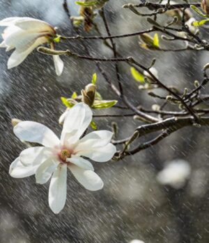 Дощитиме,-похолоднішає-і-здійметься-вітер:-23-квітня-погода-погіршиться-по-всій-Україні