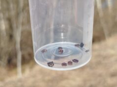 На Волині стрімко зростає кількість звернень через укуси кліщів На-Волині-стрімко-зростає-кількість-звернень-через-укуси-кліщів