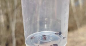 На Волині стрімко зростає кількість звернень через укуси кліщів На-Волині-стрімко-зростає-кількість-звернень-через-укуси-кліщів