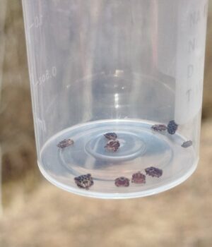 На-Волині-стрімко-зростає-кількість-звернень-через-укуси-кліщів