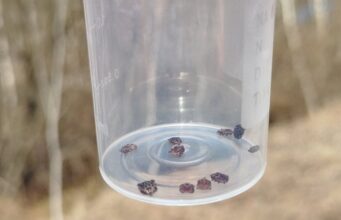 На Волині стрімко зростає кількість звернень через укуси кліщів На-Волині-стрімко-зростає-кількість-звернень-через-укуси-кліщів