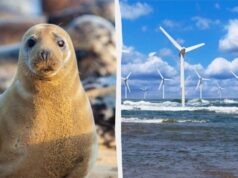 Тюлені тікають від будівництва вітряків, та згодом повертаються і поводяться незвично Тюлені-тікають-від-будівництва-вітряків,-та-згодом-повертаються-і-поводяться-незвично