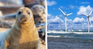 Тюлені тікають від будівництва вітряків, та згодом повертаються і поводяться незвично Тюлені-тікають-від-будівництва-вітряків,-та-згодом-повертаються-і-поводяться-незвично